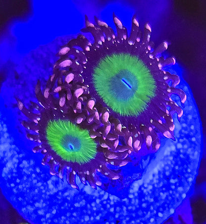 CB Omega Zoa
