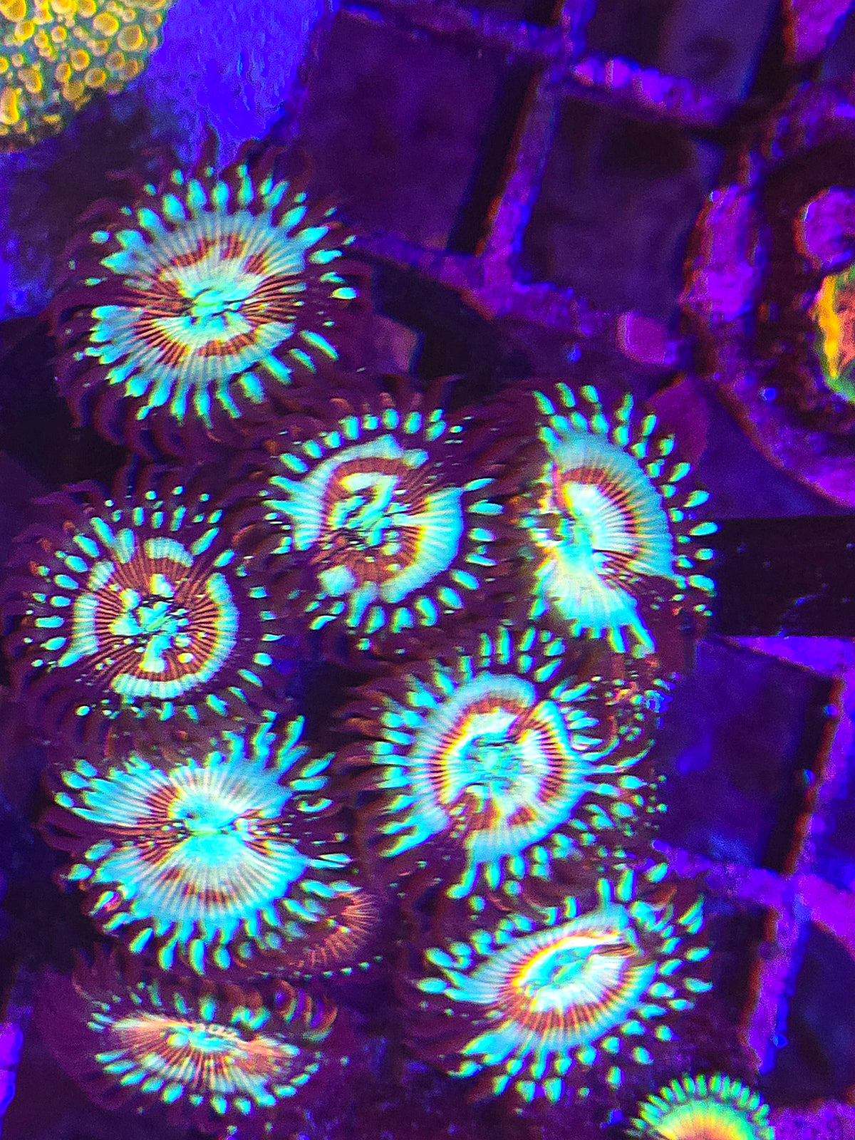 Zombie Eye Zoa