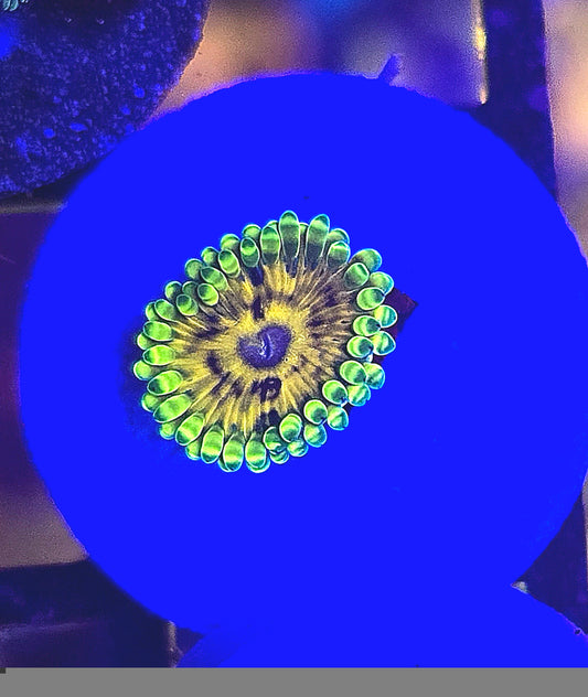 CSC Hello/helio zoa