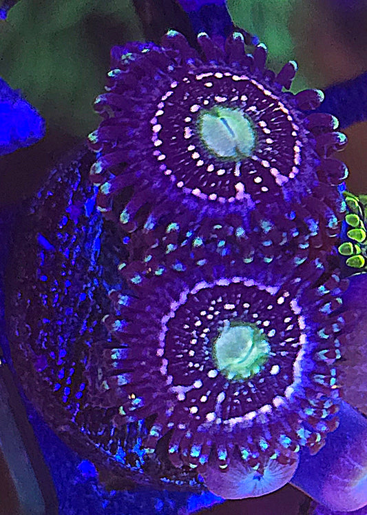 ASD Atmosphere Zoanthid