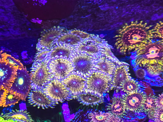 Solar Circus Zoa 4p
