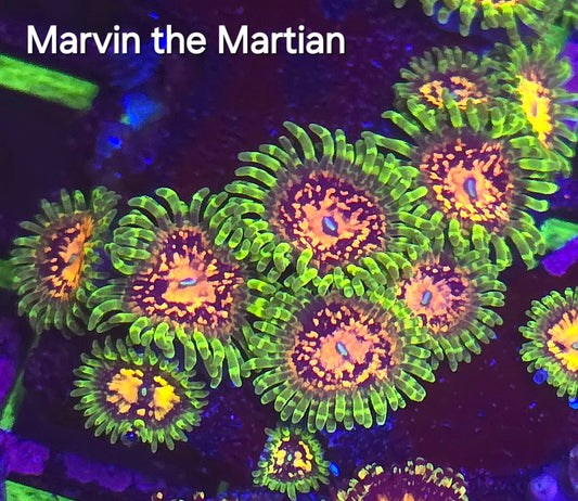 Marvin the Martian Zoa