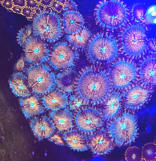 White Zombie Zoa