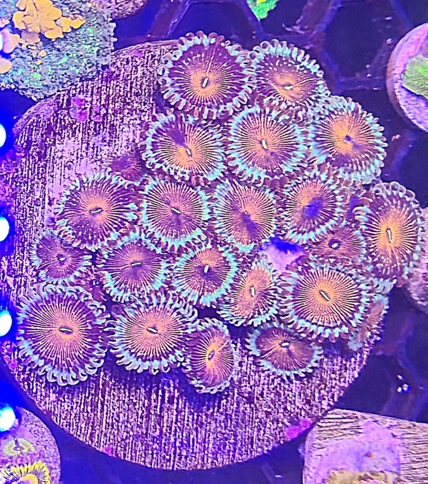 White Zombie Zoa – Coral Insanity