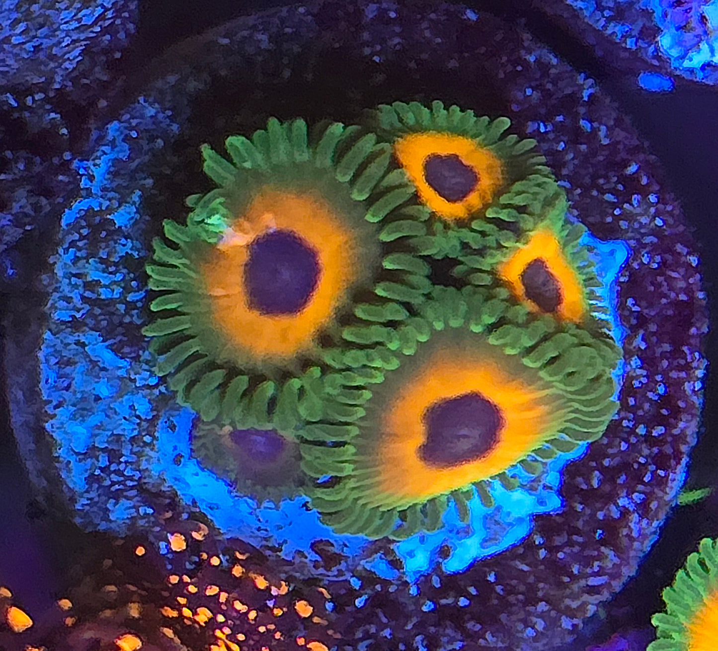 Reverse Rasta Zoas