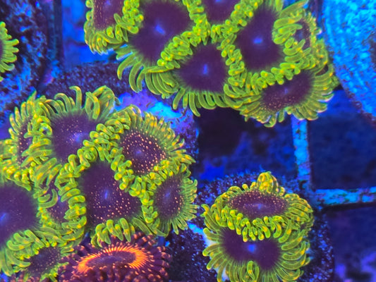 CI Le Royale Zoa 3p
