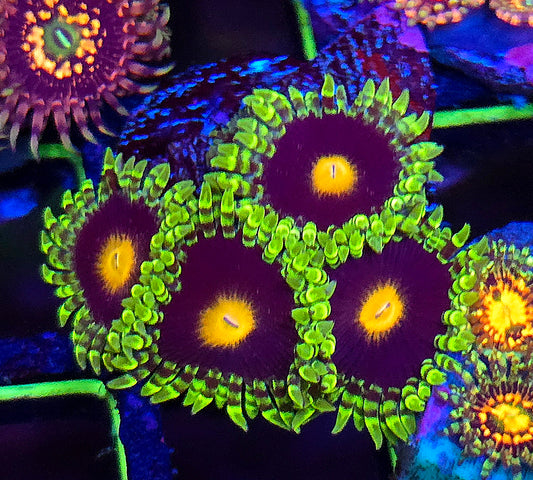 Widowmaker Zoa 2-3p