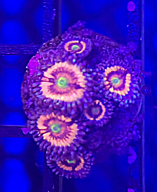Daisy Dukes Zoa 4-5p