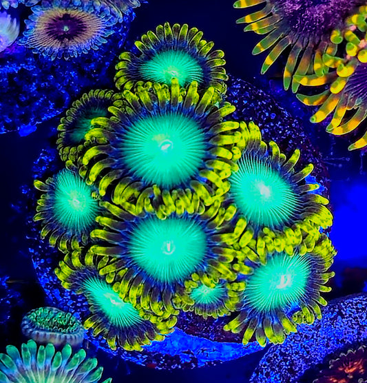 Radioactive Dragin Eye Zoa