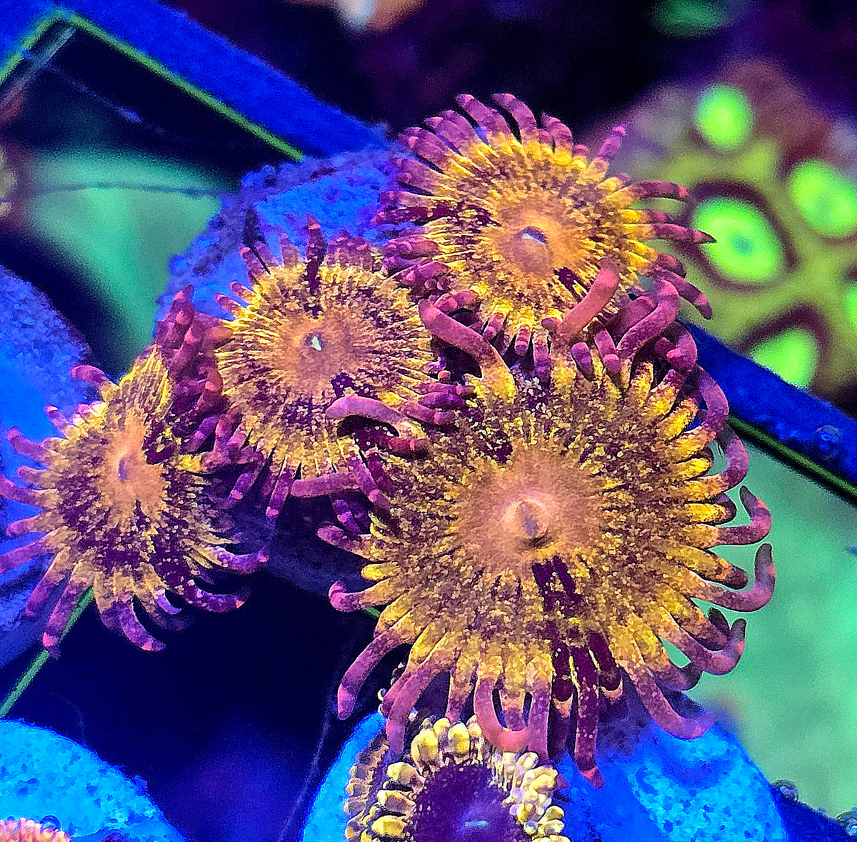 Lemonhead #2 Zoa