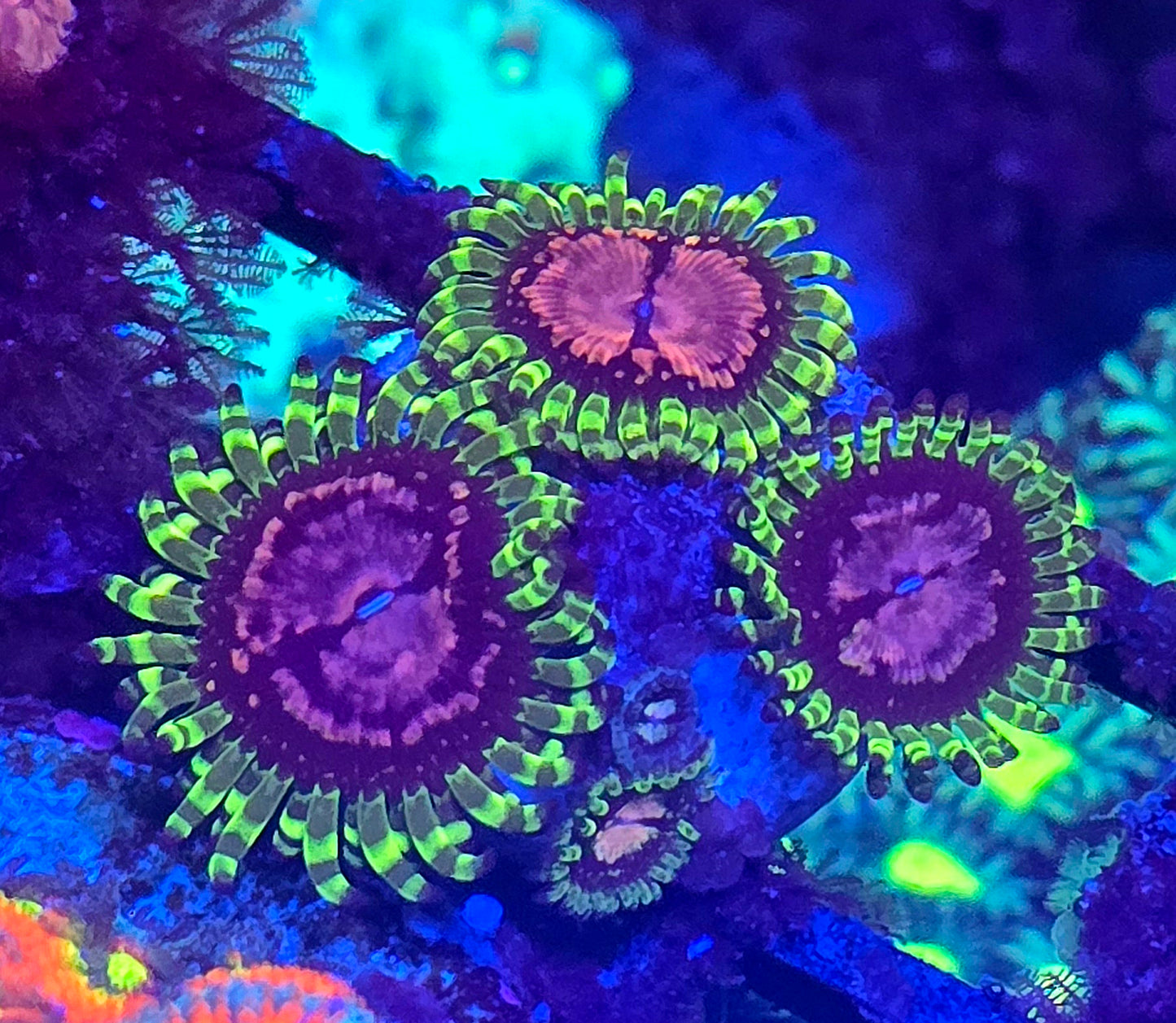 Purple Monster Zoa 3p
