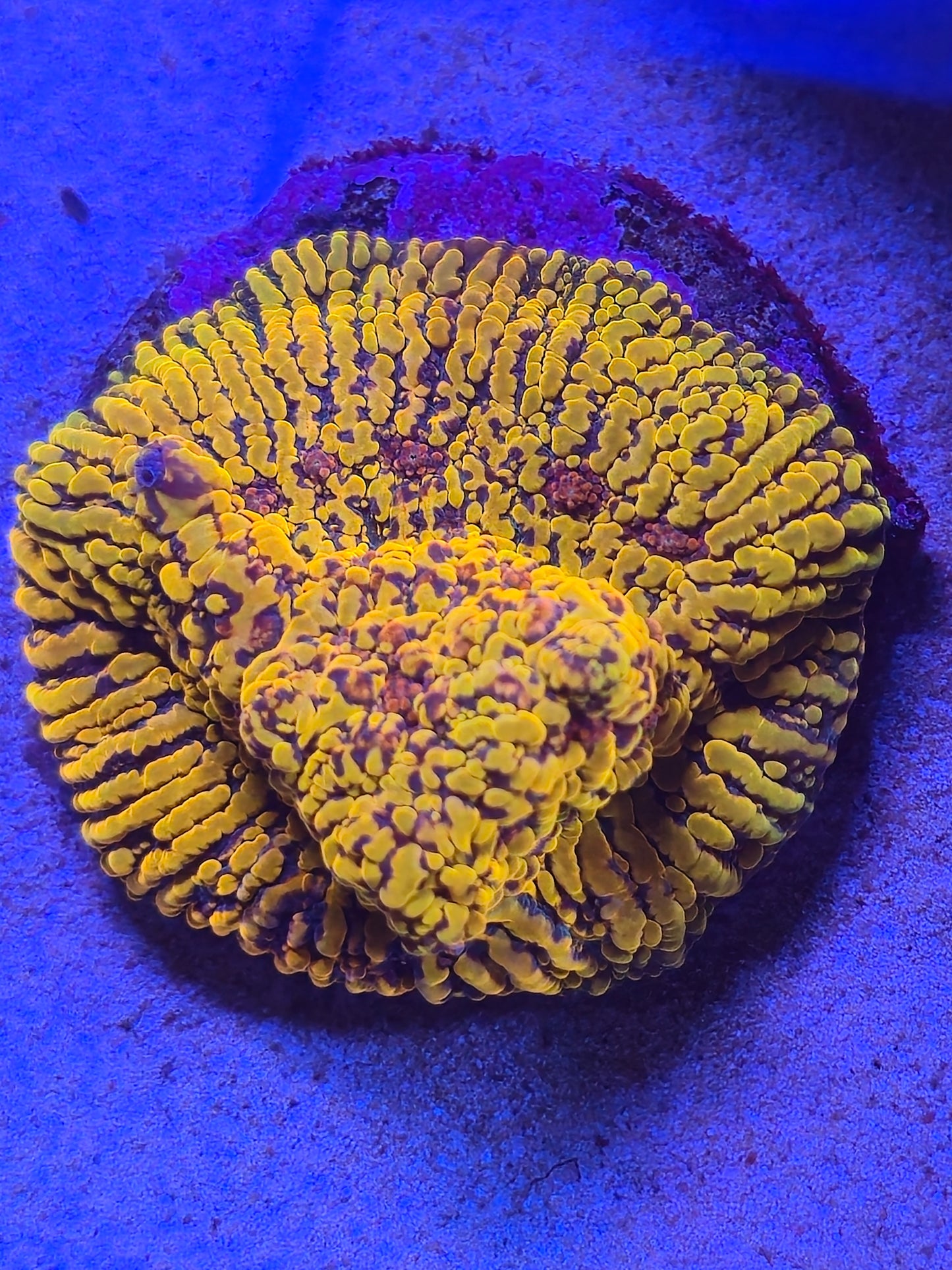 CC Cloudberry Chalice