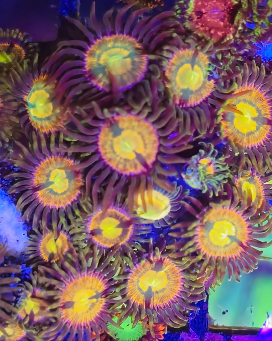 RR Kraken 5p