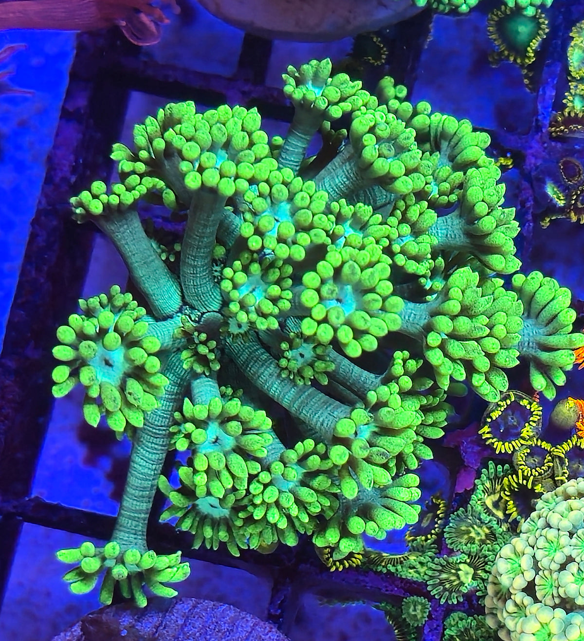Green Alveopora