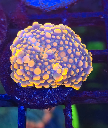 Gumball Yuma Mushroom #5