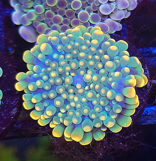 Orange Tip Gumball Yuma WYSIWYG