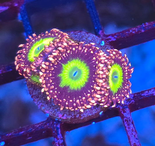 CB Omega Zoa