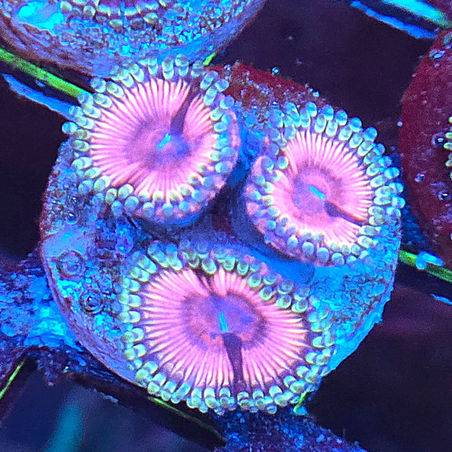 CI Cotton Candy Zoa WYSIWYG