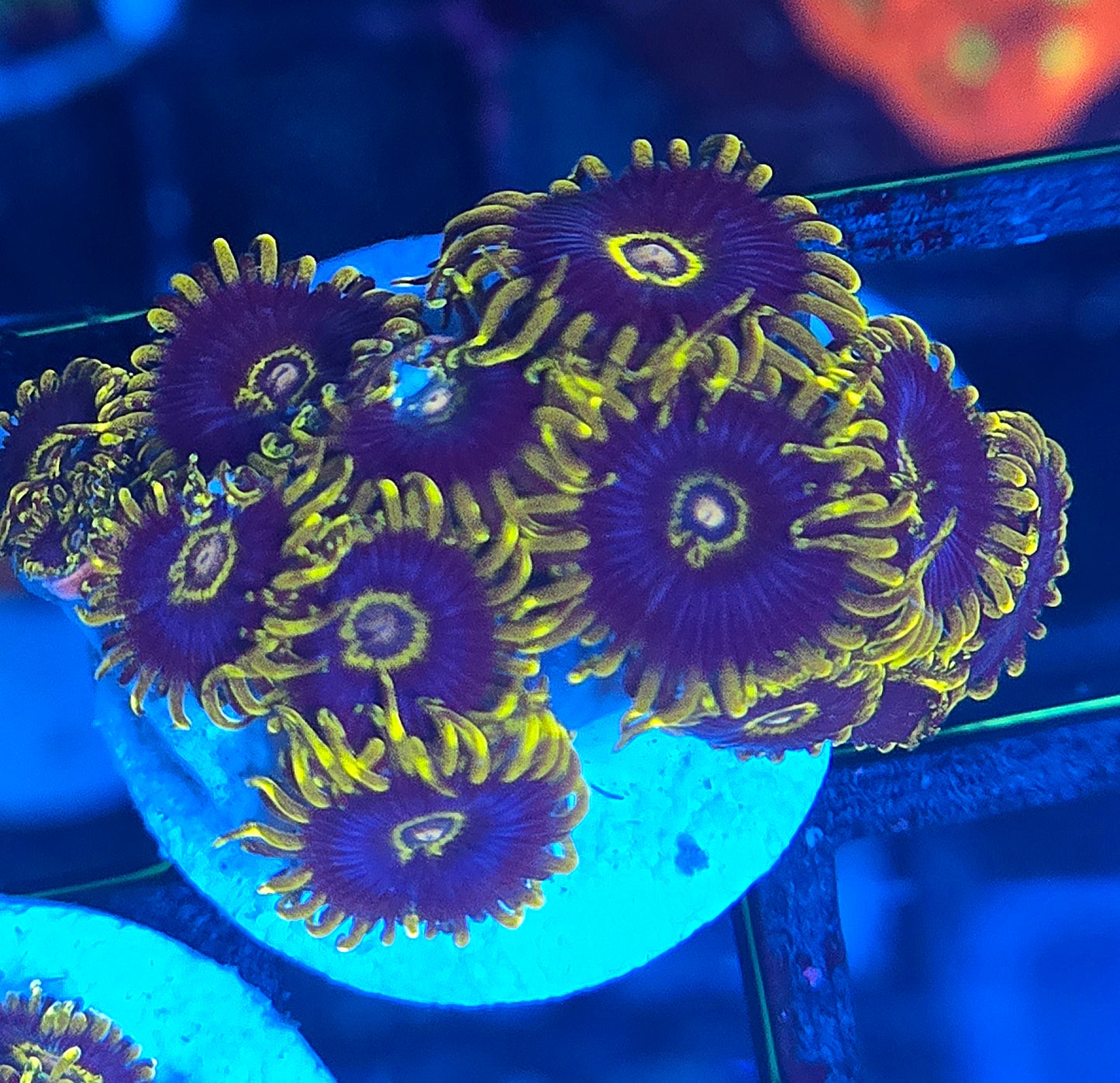 Black Hornet Zoa
