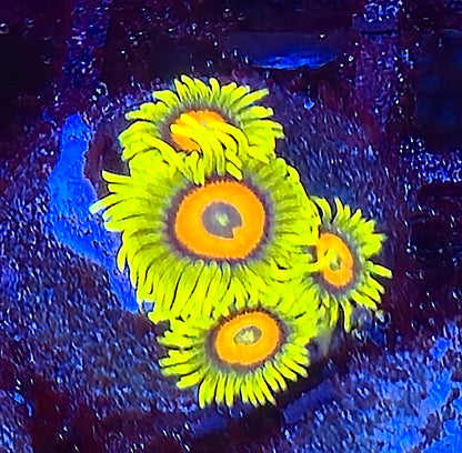 Super Saiyan Zoa