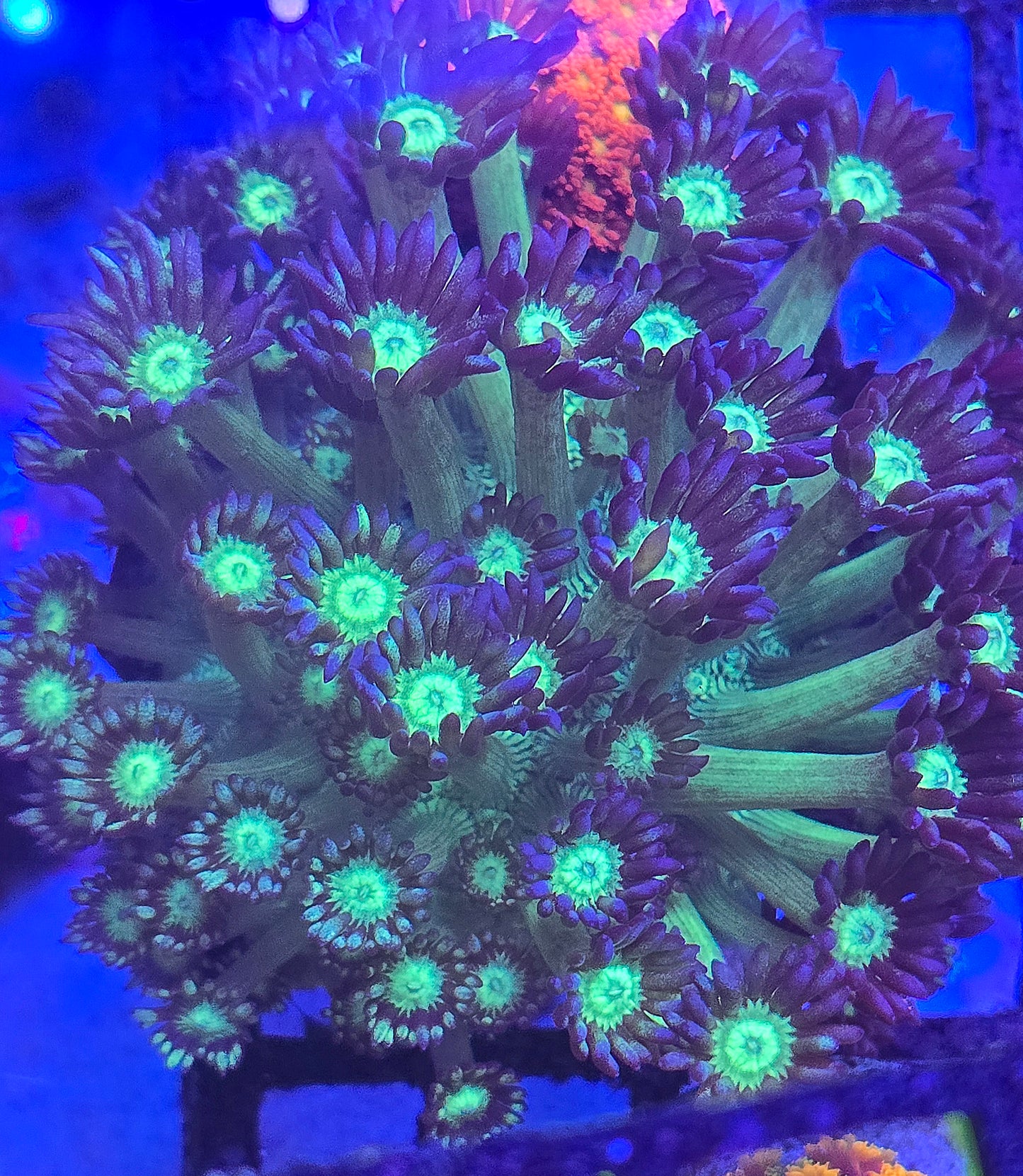 Naked Glitter Goniopora LARGE WYSIWYG #1