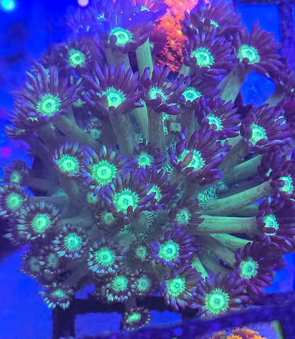 Naked Glitter Goniopora LARGE WYSIWYG #1