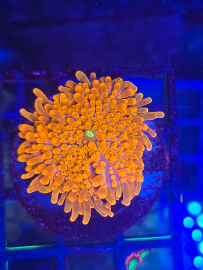 Bright Orange Long Tentacle Yuma Mushroom