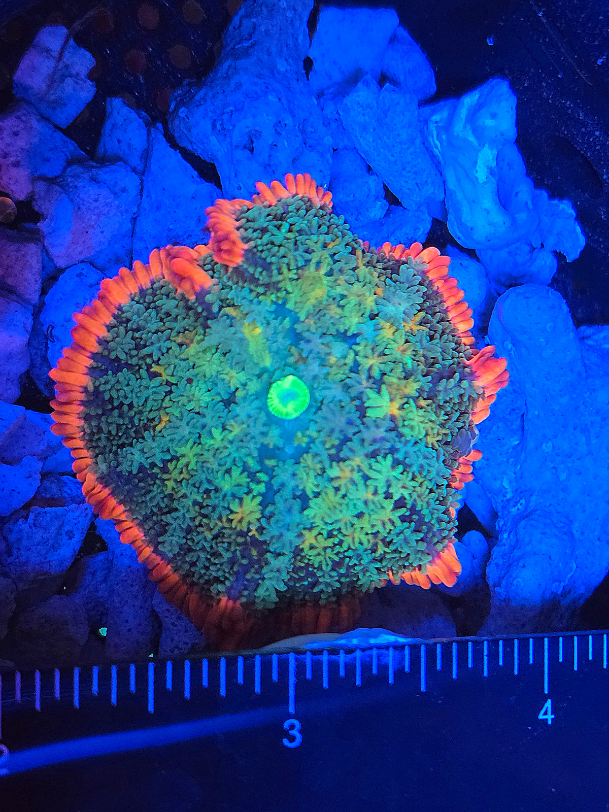 Rainbow Frankenstein/Frankenstein's Bride Mushroom WYSIWYG #2
