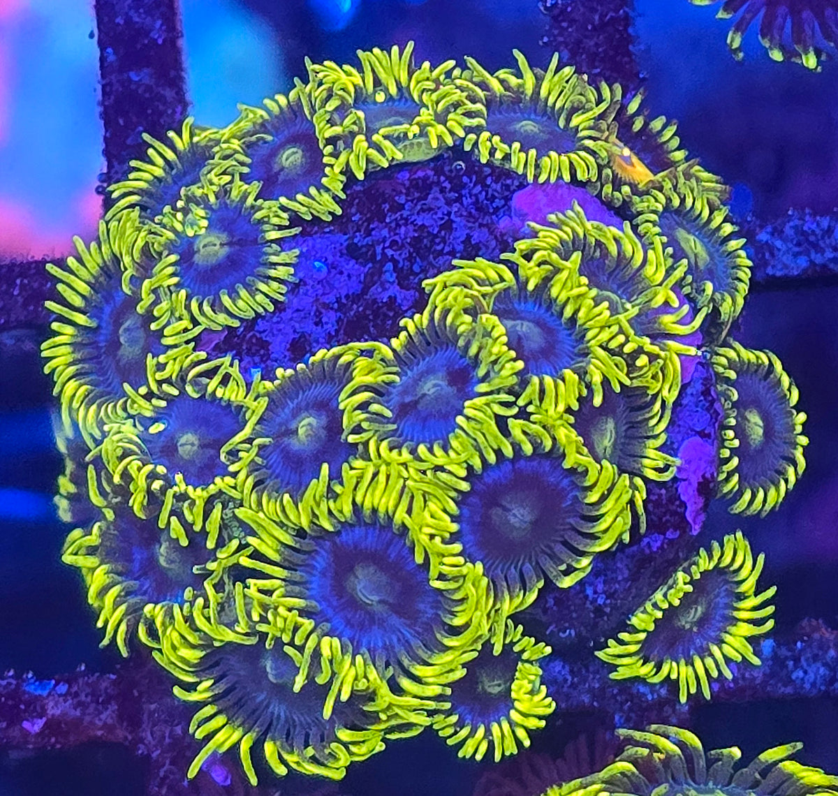 Corona Zoa