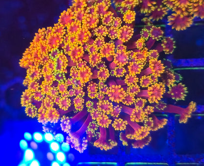 Yellow with Red Center Bernardpora WYSIWYG
