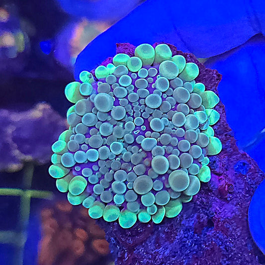 Bright Ring Gumball Yuma, Large WYSIWYG #7