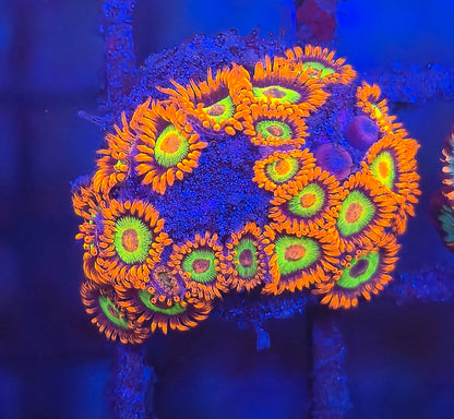 JF Vegas Strip Zoa