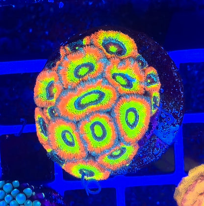 Holy Grail Micromussa Colony WYSIWYG