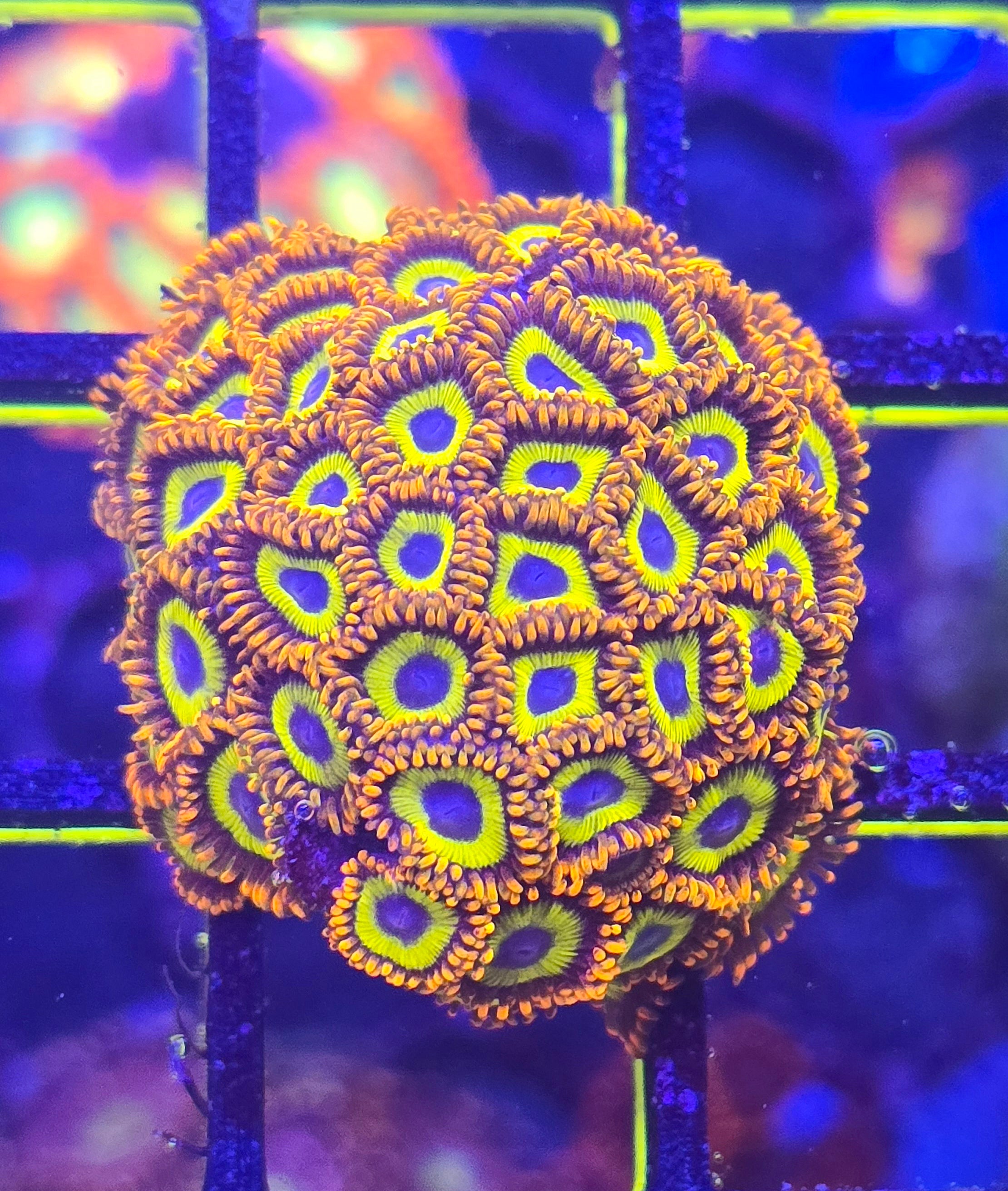Fruit Loops Zoa – Coral Insanity
