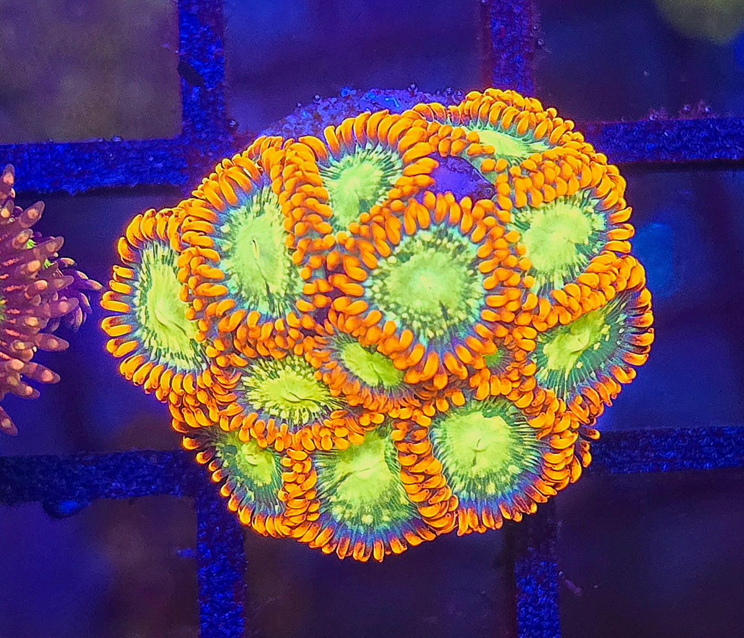 RAS Spaceballz Zoa