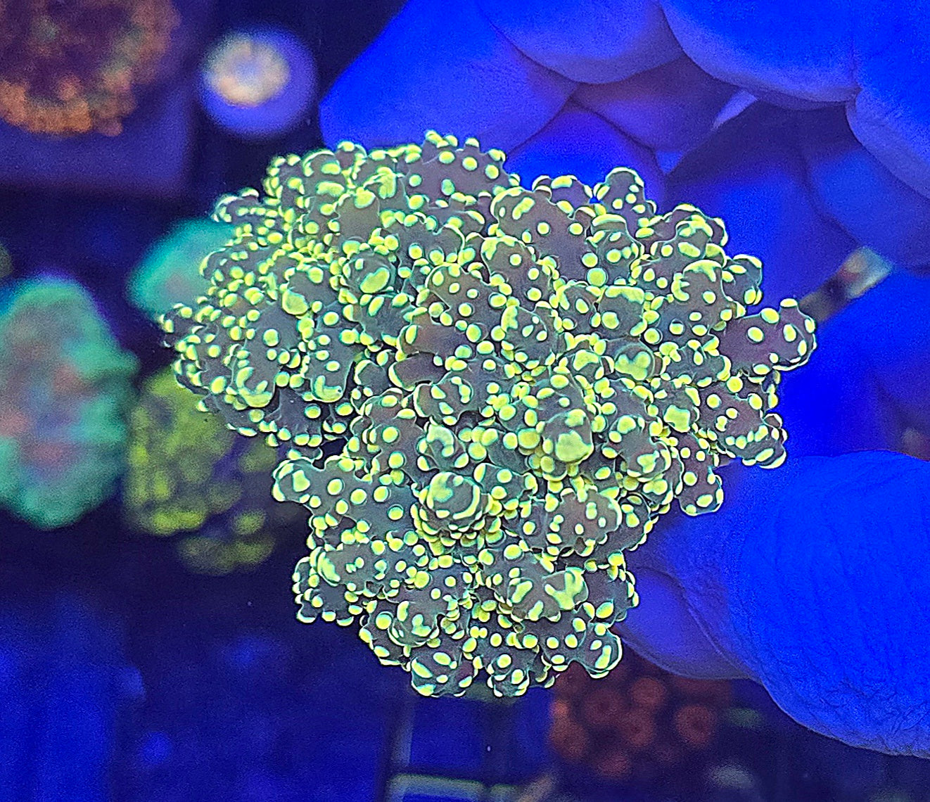 Gold Tip Frogspawn LARGE  WYSIWYG