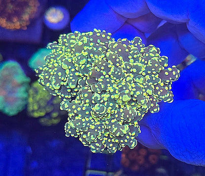Gold Tip Frogspawn LARGE  WYSIWYG