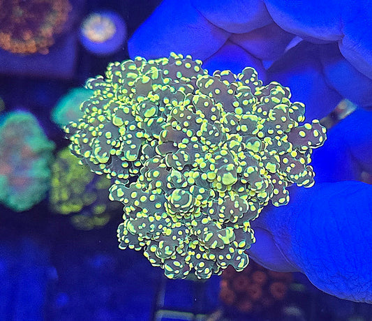 Gold Tip Frogspawn LARGE  WYSIWYG