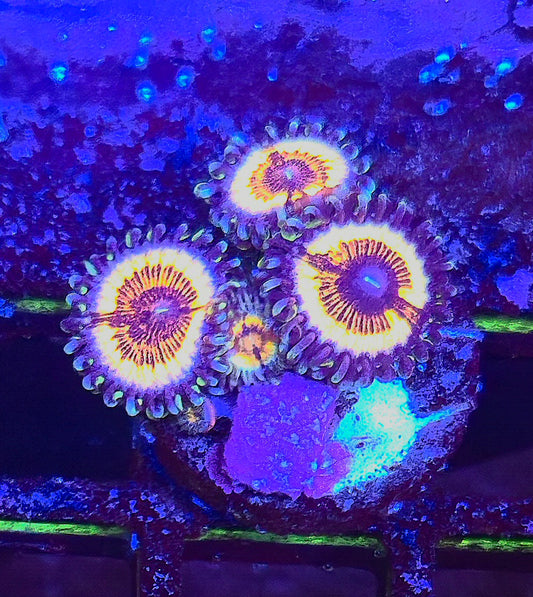 Solar Flare Zoa