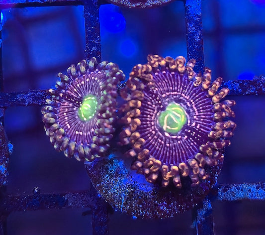 Mikufreak Zoa