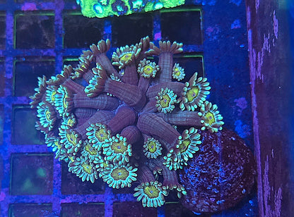 Sunflower Goniopora Colony