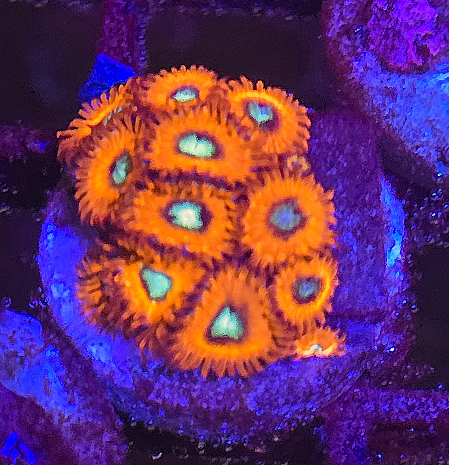 Charmander Zoa