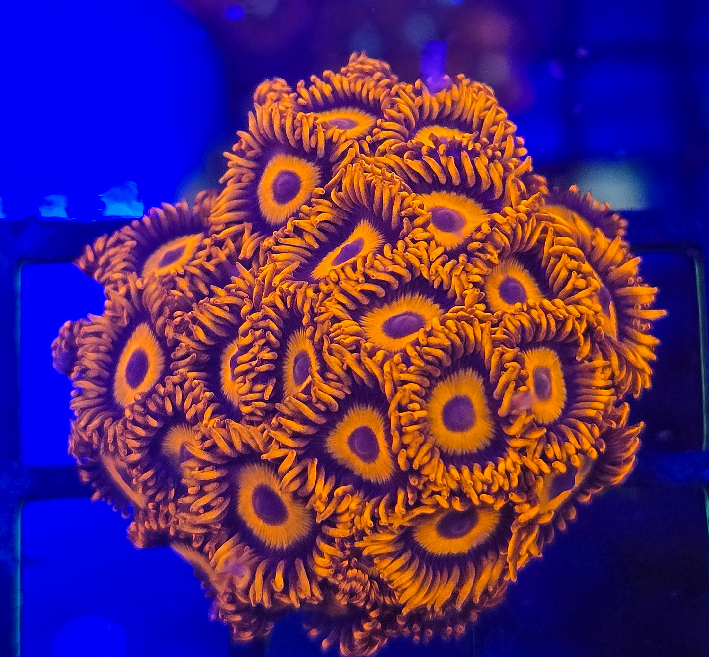 Orange Oxide Zoa WYSIWYG triple