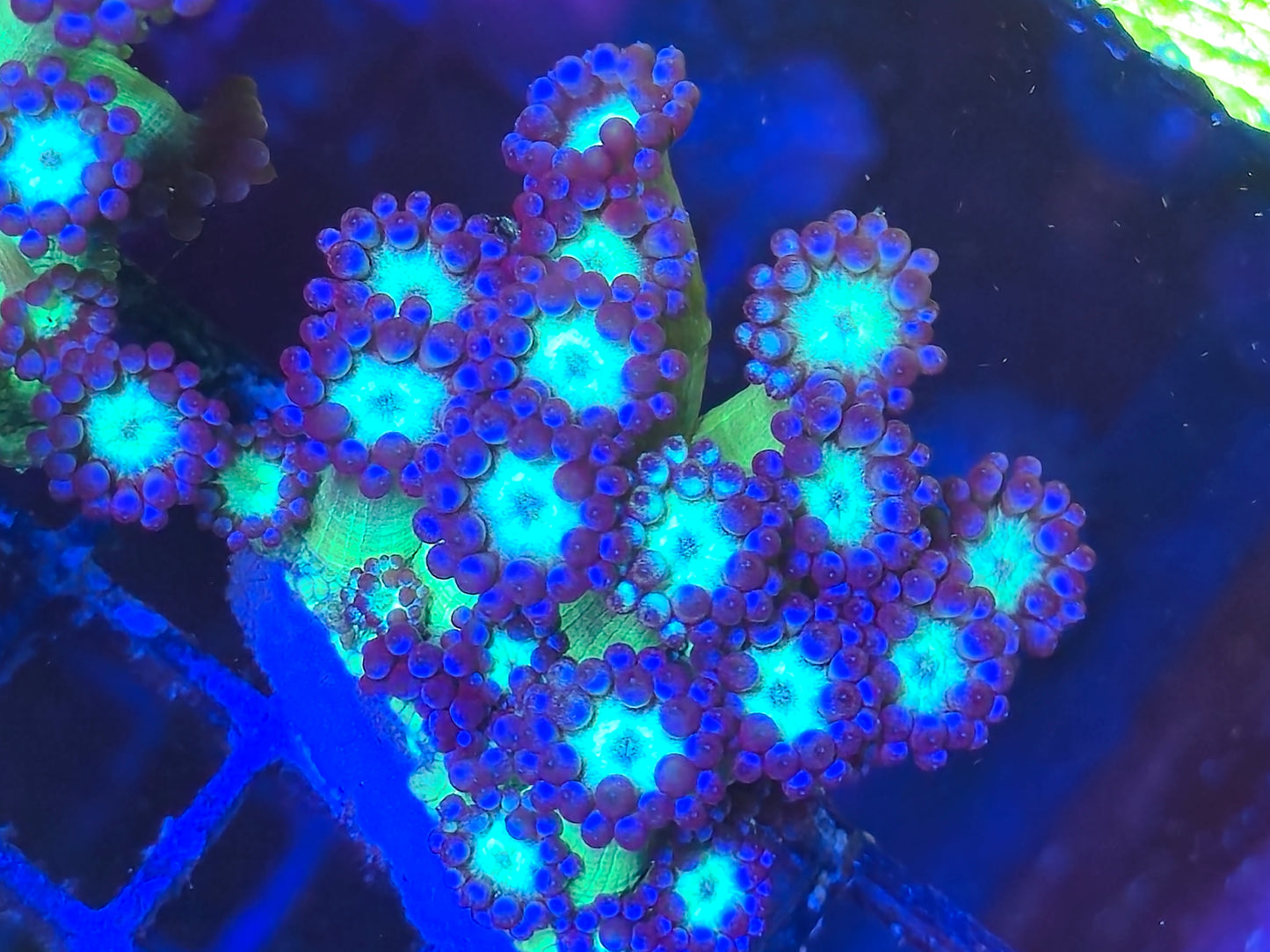 Naked Glitter Goniopora LARGE WYSIWYG #1