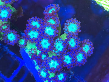 Naked Glitter Goniopora LARGE WYSIWYG #1