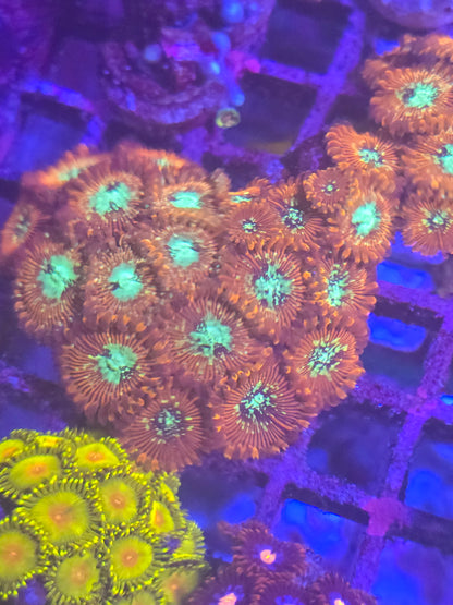 Magician Zoa