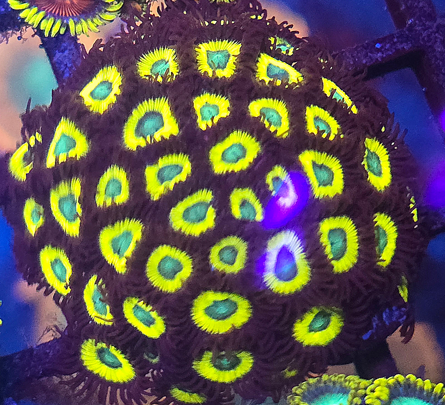 Belladonna Zoa