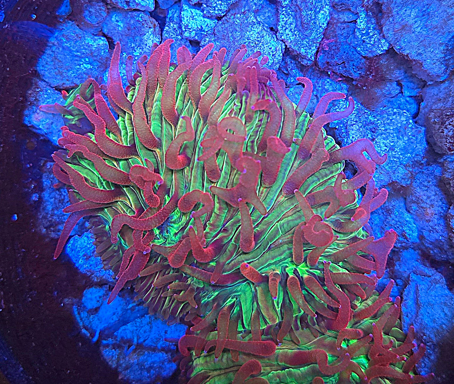 CI Watermellon diaseris PLATE