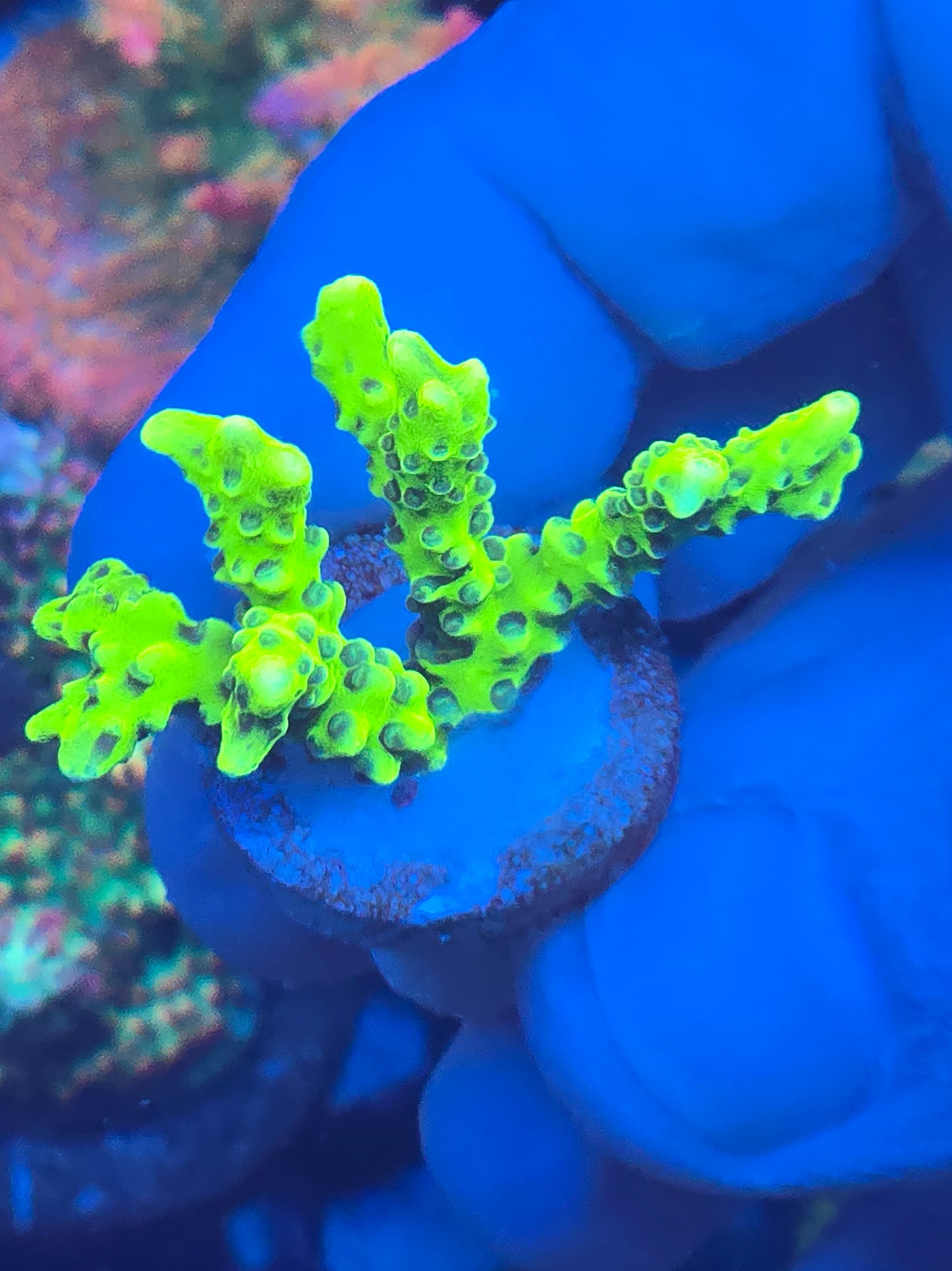 Green Goblin Anacropora