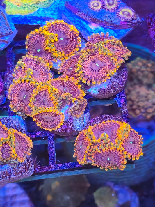 Fairy Fart Zoa 3-4p
